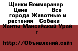 Щенки Веймаранер › Цена ­ 40 000 - Все города Животные и растения » Собаки   . Ханты-Мансийский,Урай г.